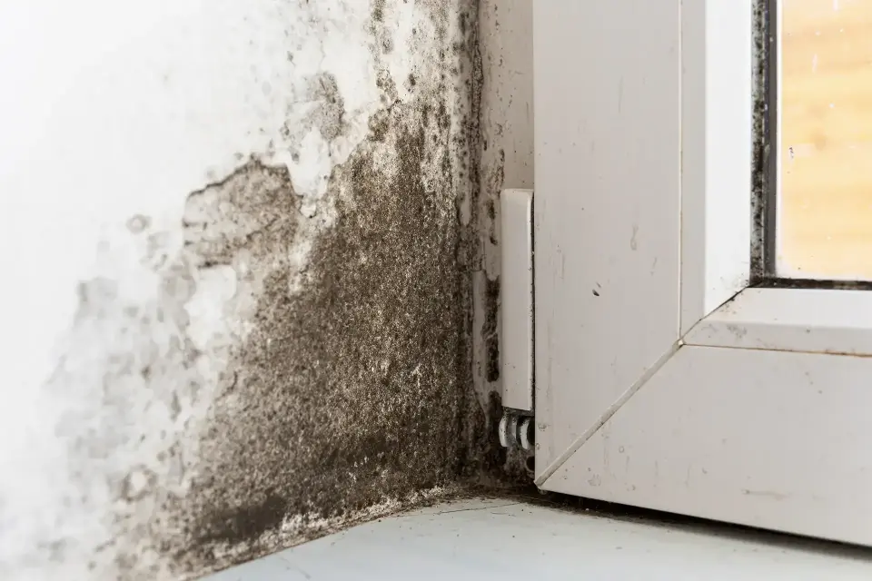 Bringing Order Back To Your Flooded Property — Clive, IA